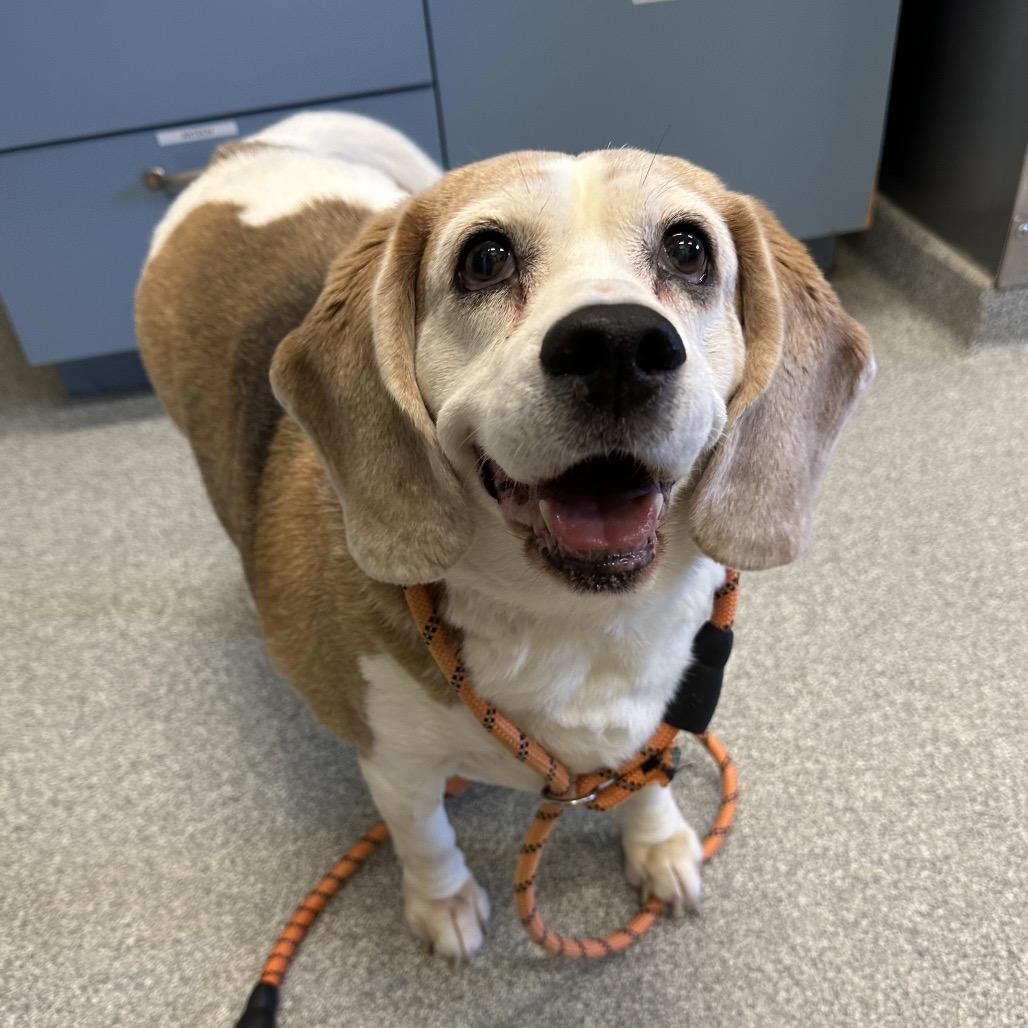 Bernard, a Adoptable Mixed Breed in Hinsdale, IL image 3/3