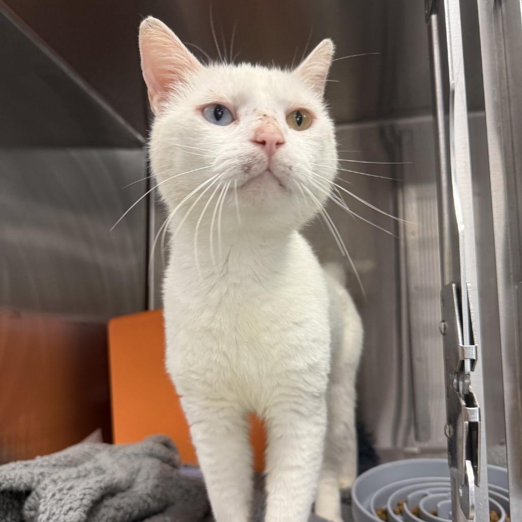 Enlarge Hermes, a Adoptable Domestic Short Hair in Houston, TX image 2/5