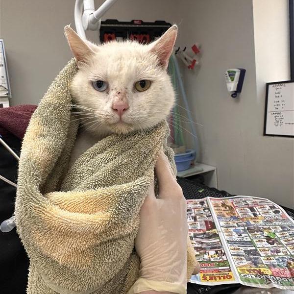 Enlarge Hermes, a Adoptable Domestic Short Hair in Houston, TX image 3/5