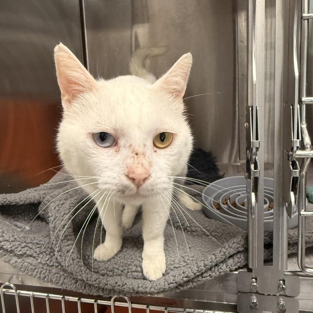 Enlarge Hermes, a Adoptable Domestic Short Hair in Houston, TX image 4/5