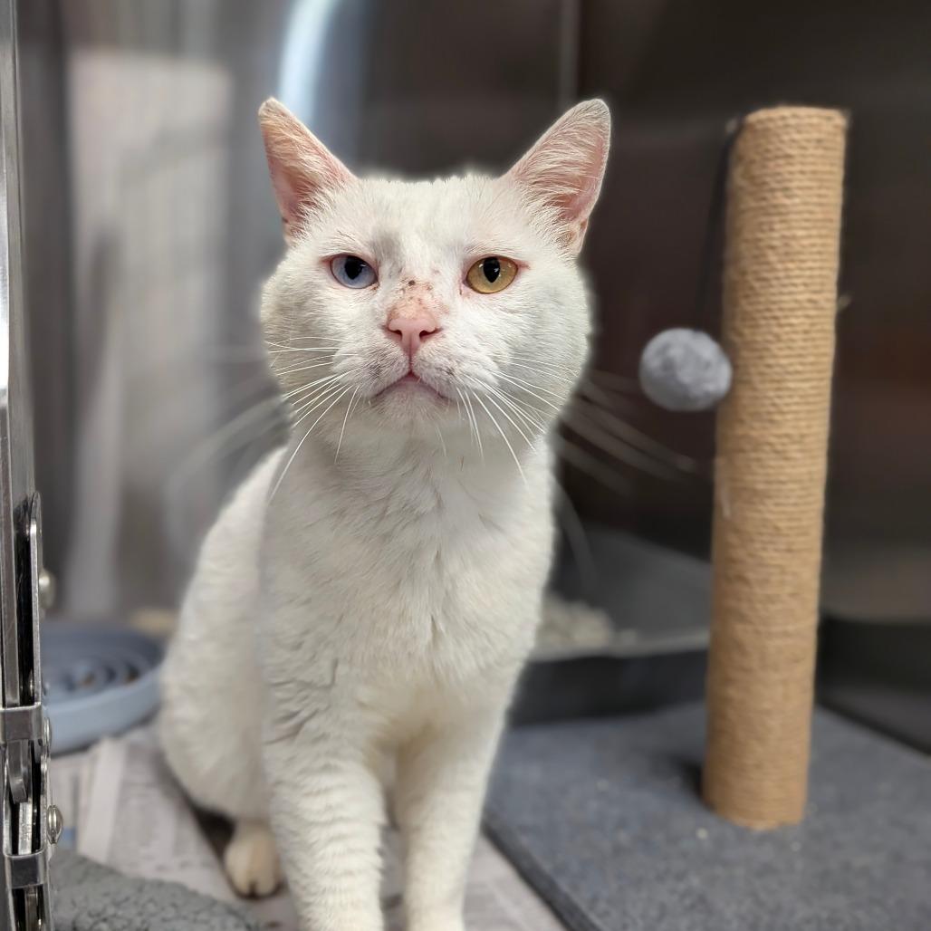 Enlarge Hermes, a Adoptable Domestic Short Hair in Houston, TX image 5/5