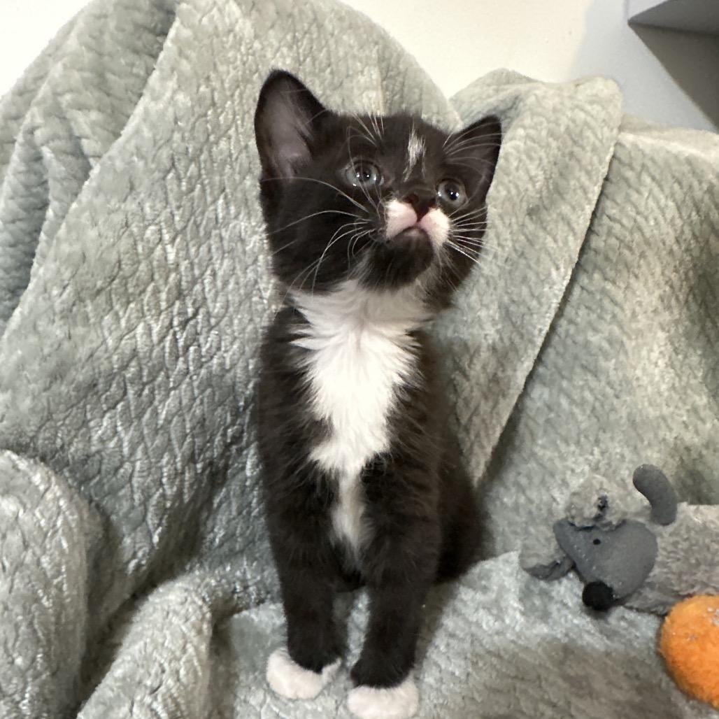 Boots, Adoptable, Kitten Male Domestic Short Hair.