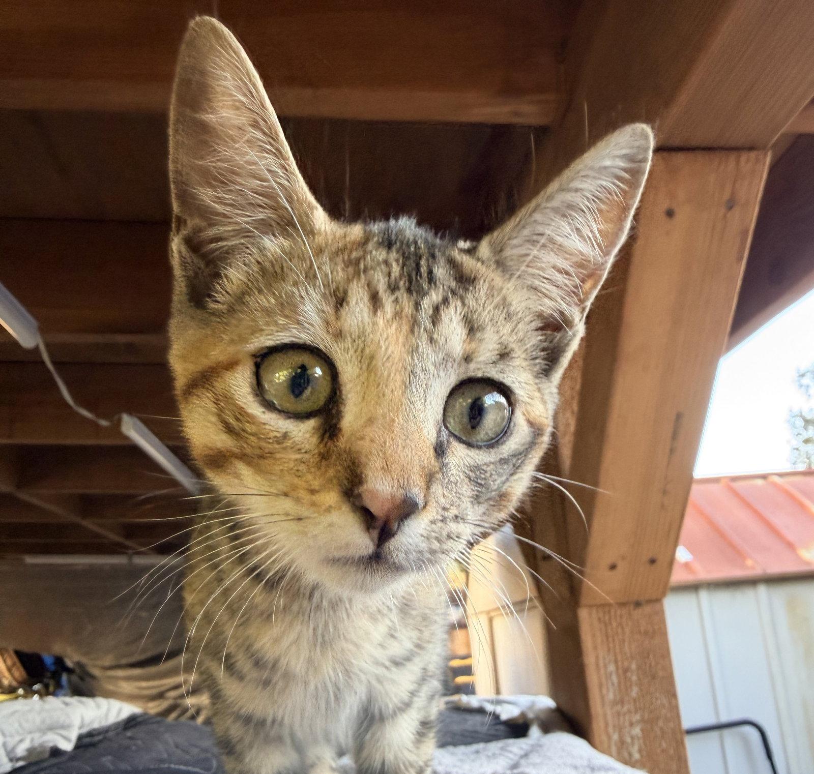 turbo, Adopted, Kitten Female Torbie & Domestic Short Hair.