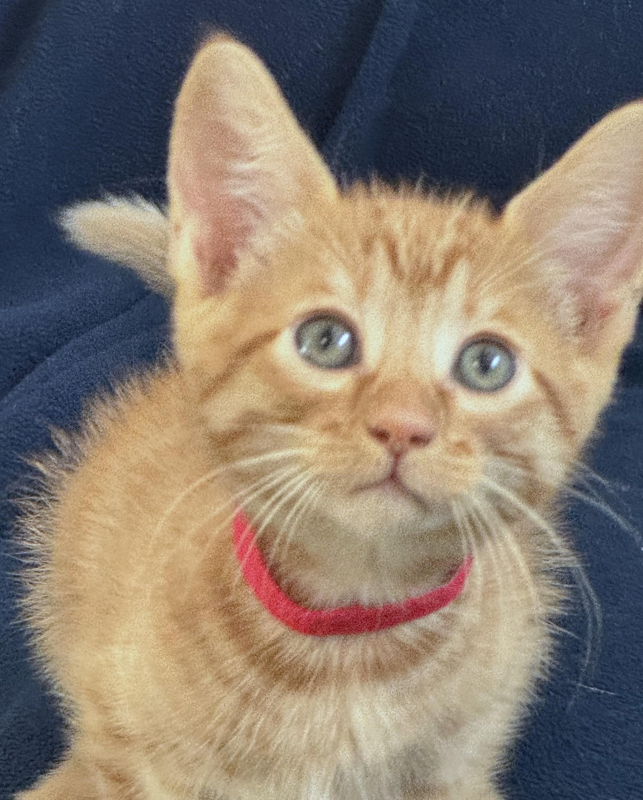Kit Kat (A142071), Adopted, Kitten Male Tabby.