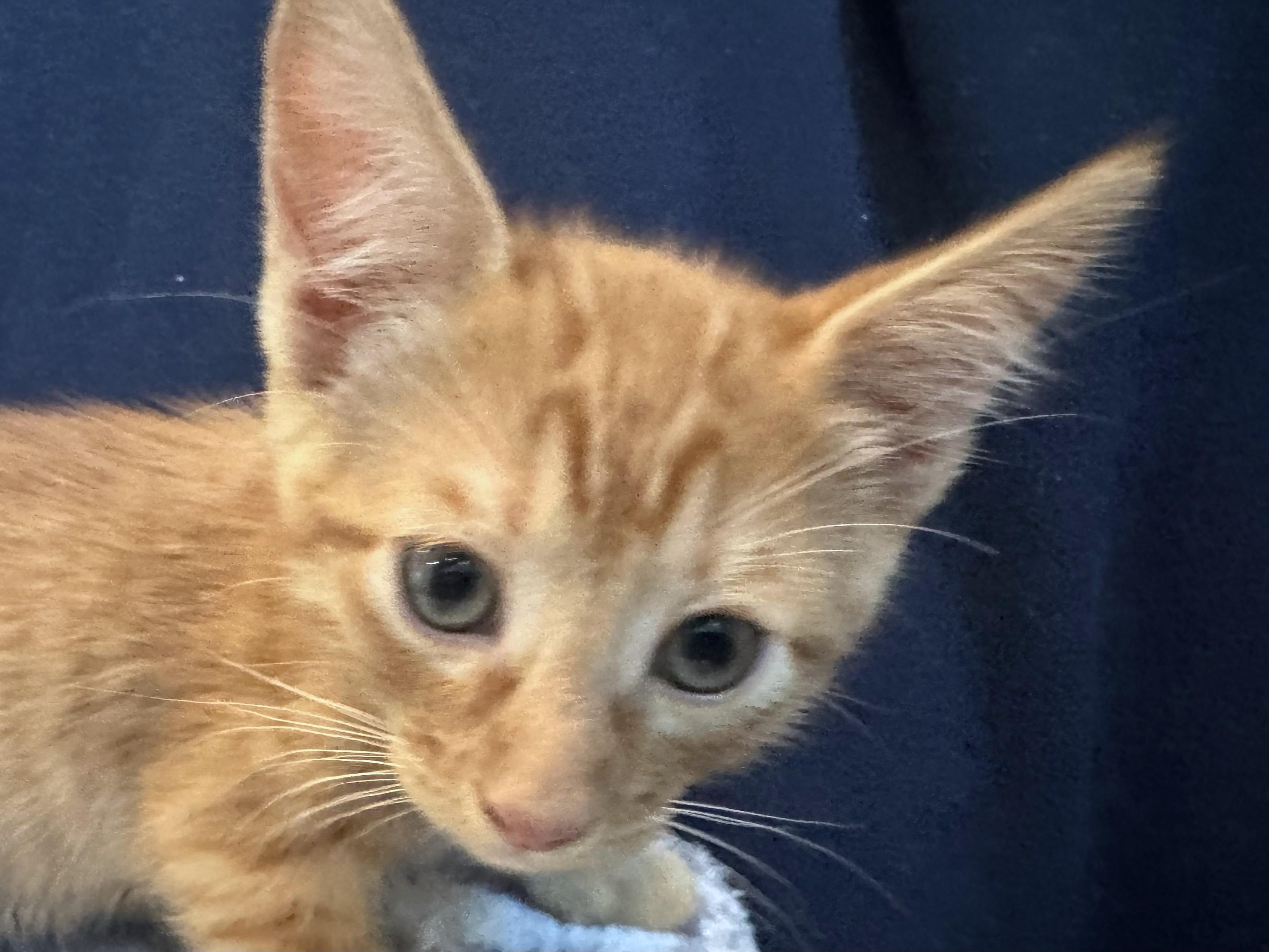 Enlarge Kit Kat (A142071), a Adopted Tabby in Burbank, CA image 4/4