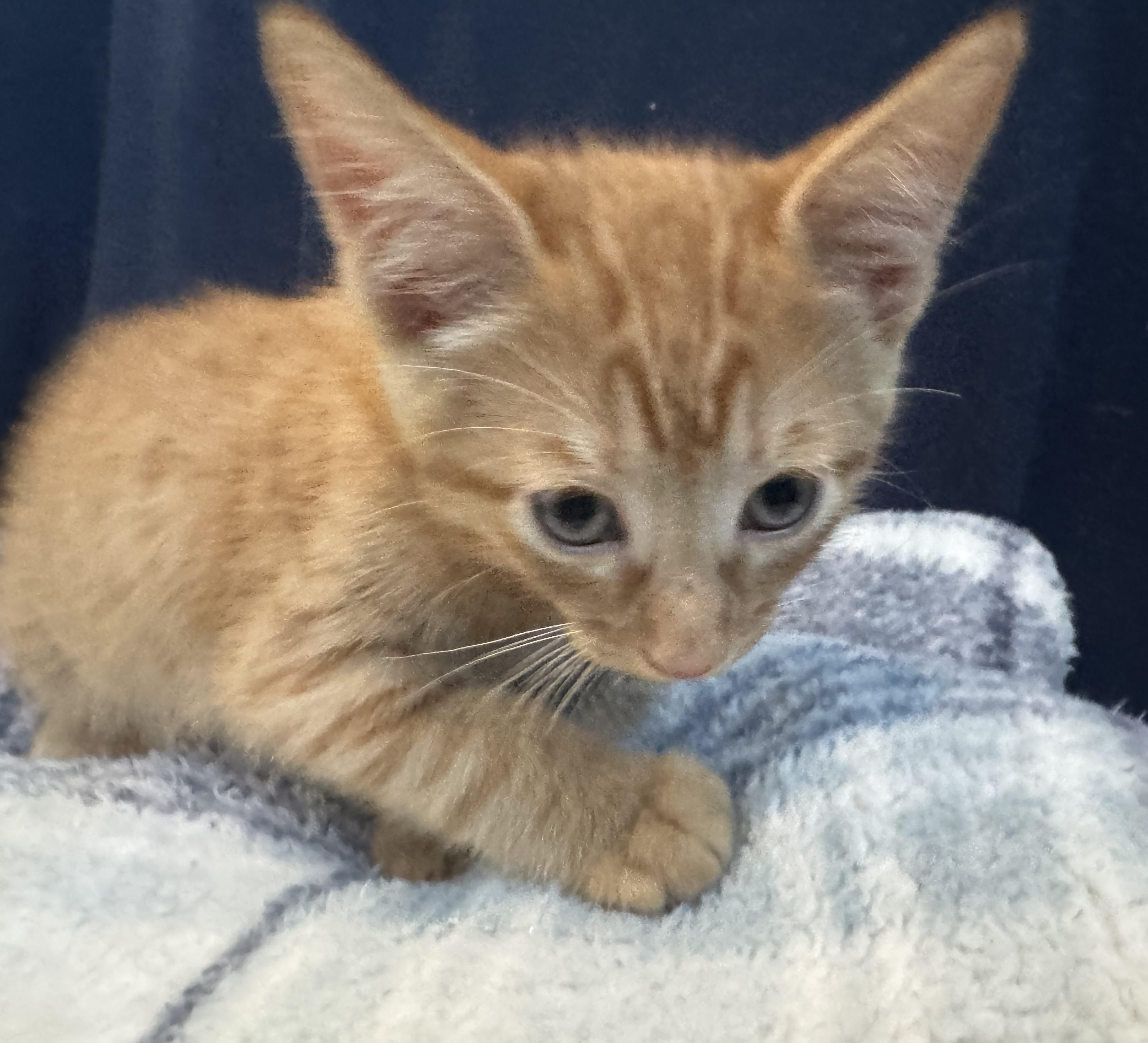 Enlarge Kit Kat (A142071), a Adopted Tabby in Burbank, CA image 2/4