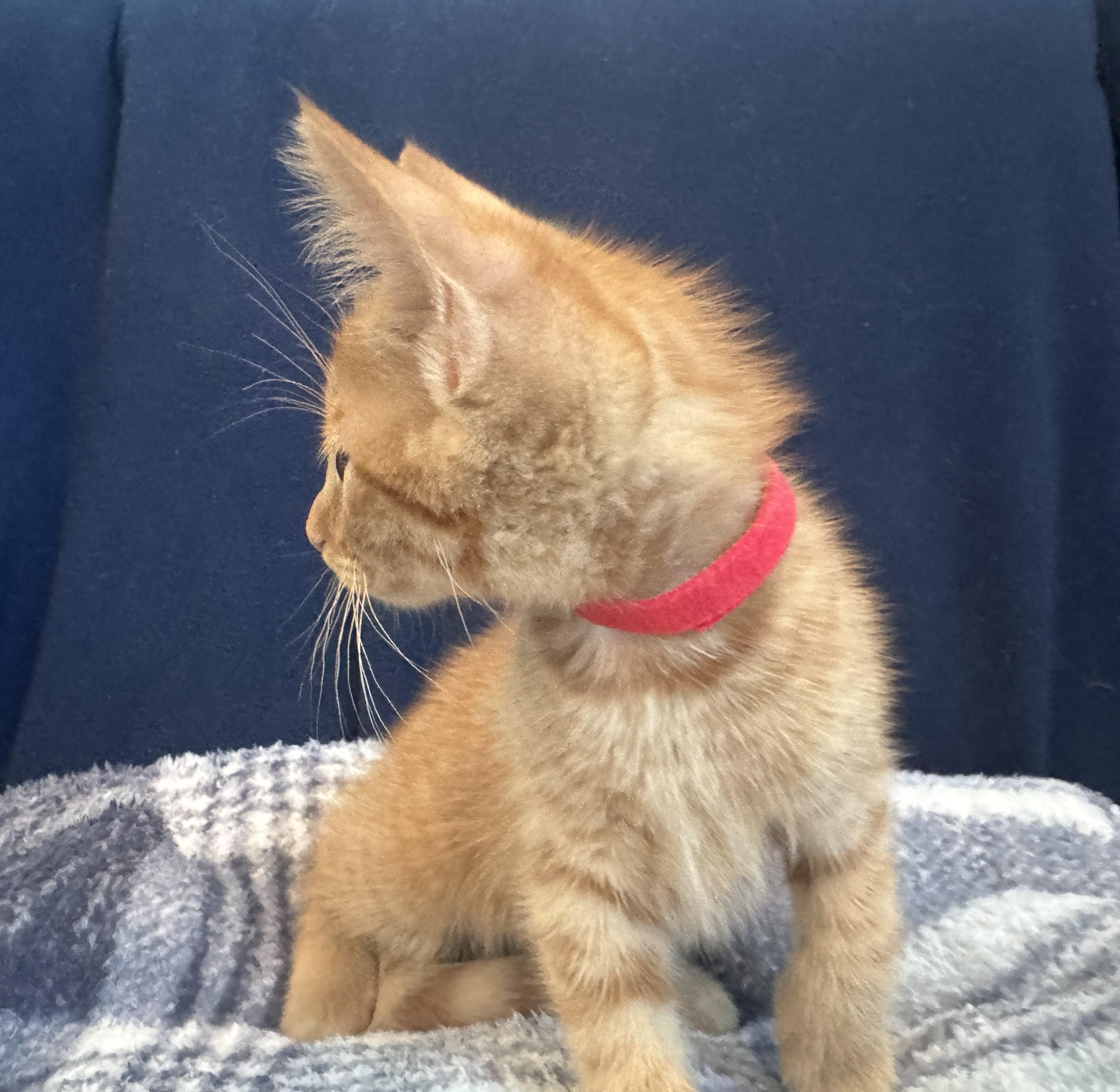 Enlarge Kit Kat (A142071), a Adopted Tabby in Burbank, CA image 3/4