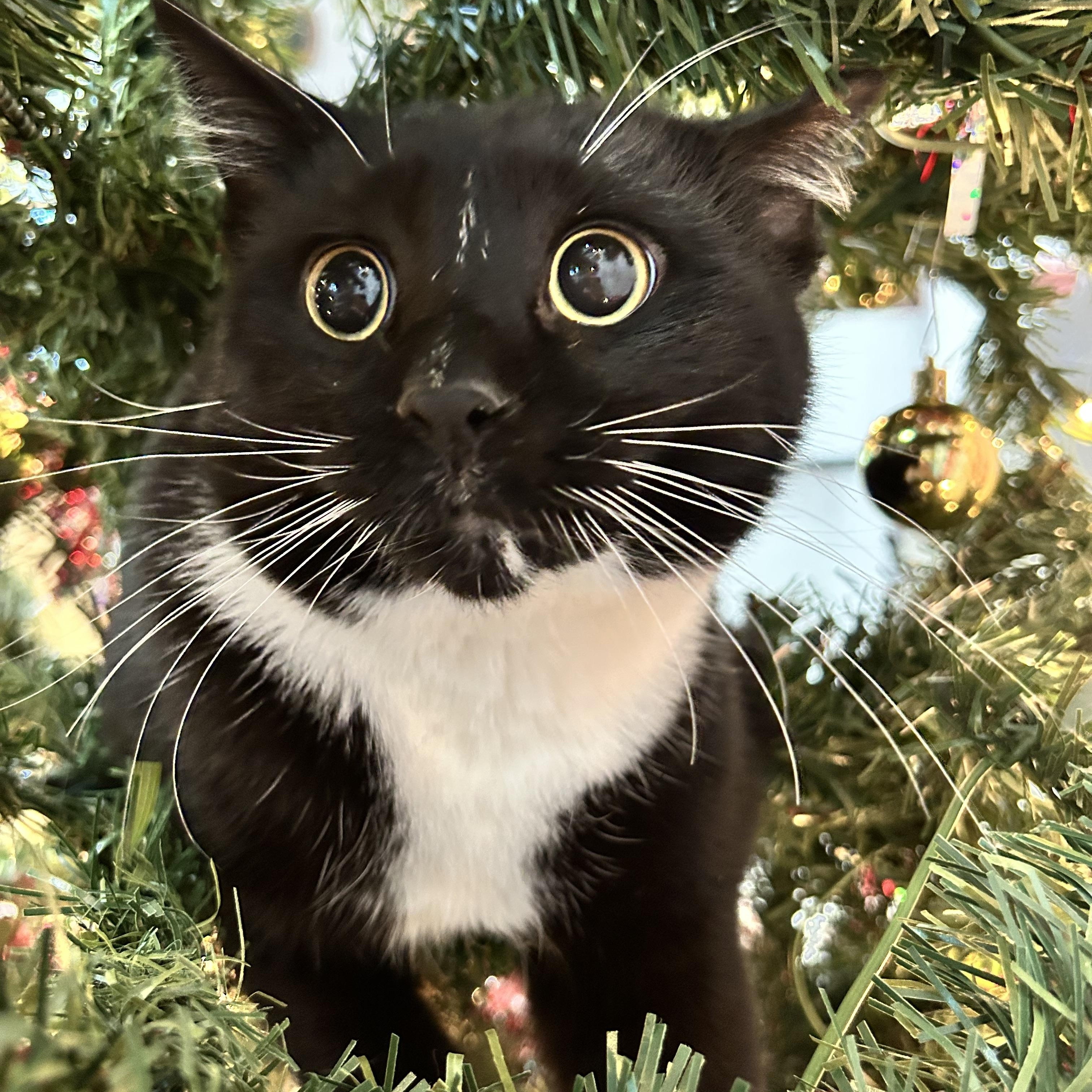 Ace, Adoptable, Young Male Domestic Short Hair.