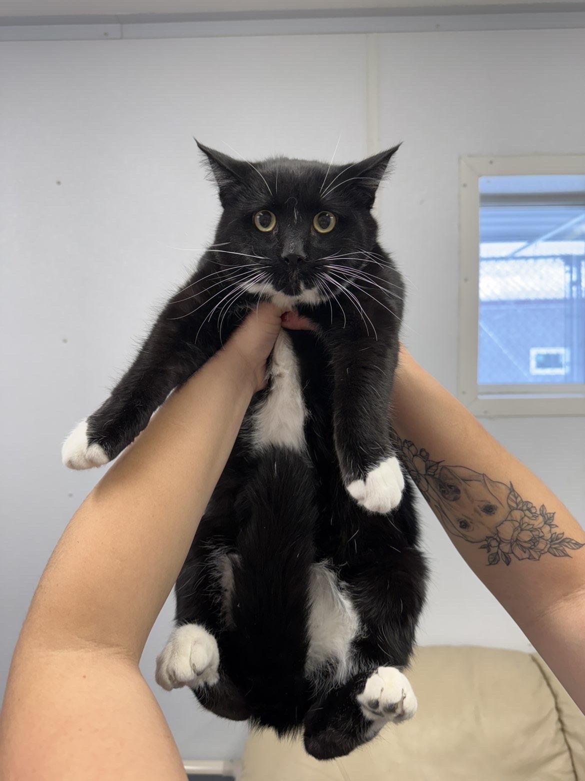 Enlarge Ace, a Adoptable Domestic Short Hair in Howes Cave, NY image 2/2