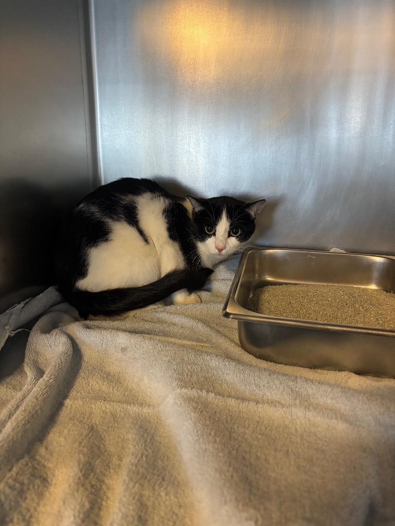 Peewee, Adoptable, Young Male Domestic Short Hair.