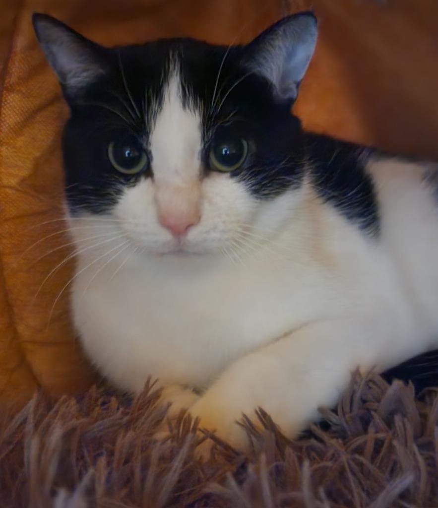 Enlarge Peewee, a Adoptable mixed breed in Port Jervis, NY image 2/2