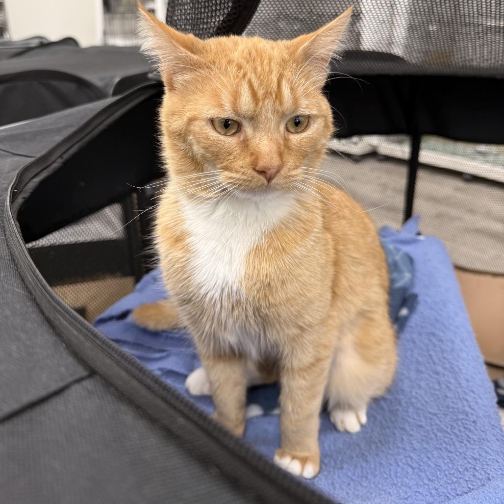 Meow — thumbnail 2