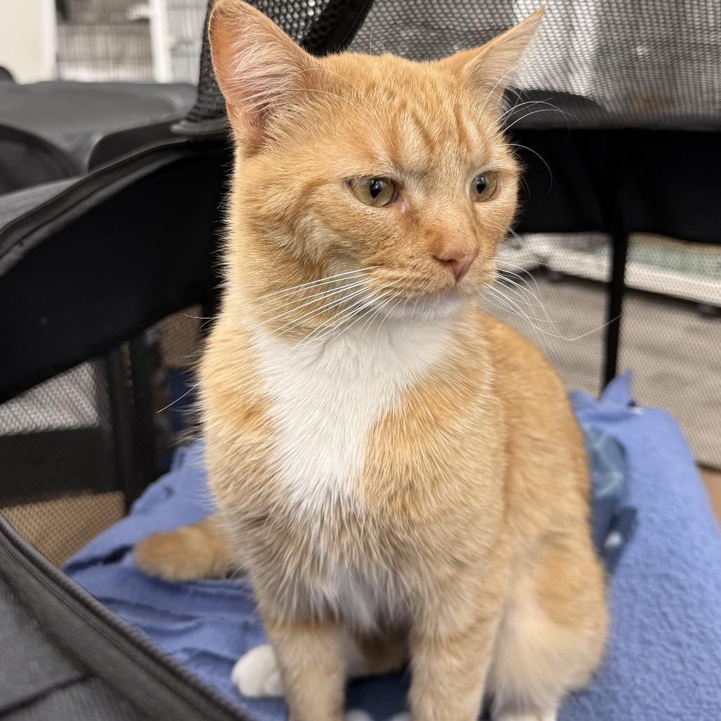 Meow — thumbnail 3