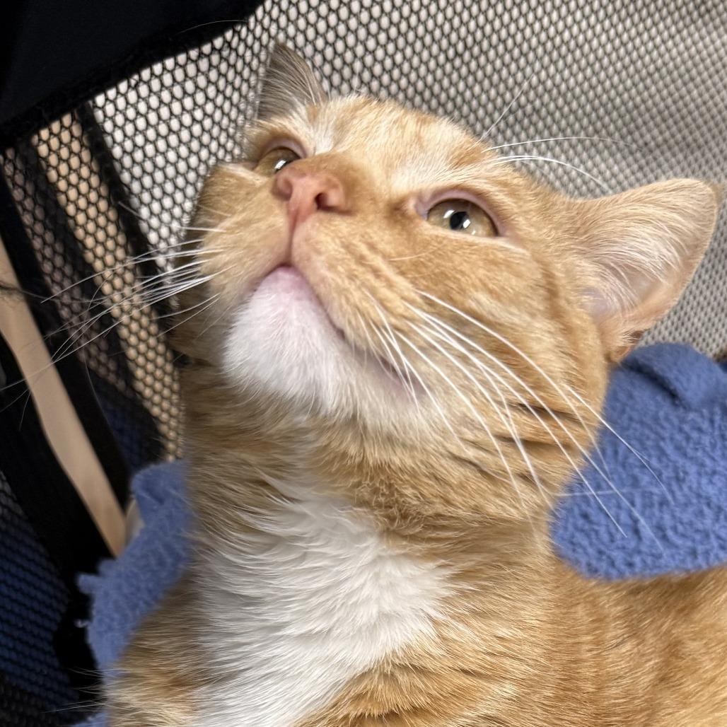 Meow — thumbnail 4