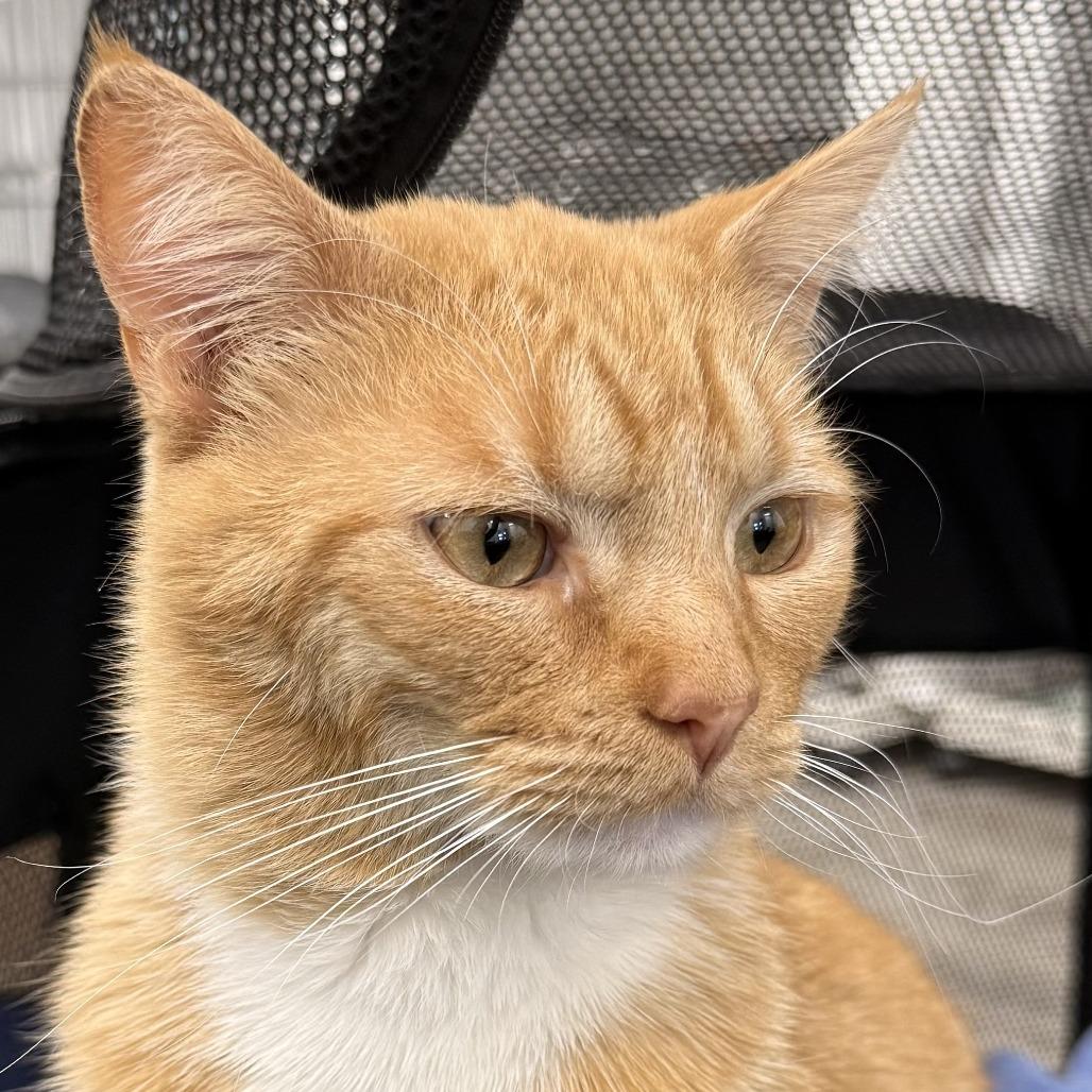 Meow — thumbnail 5