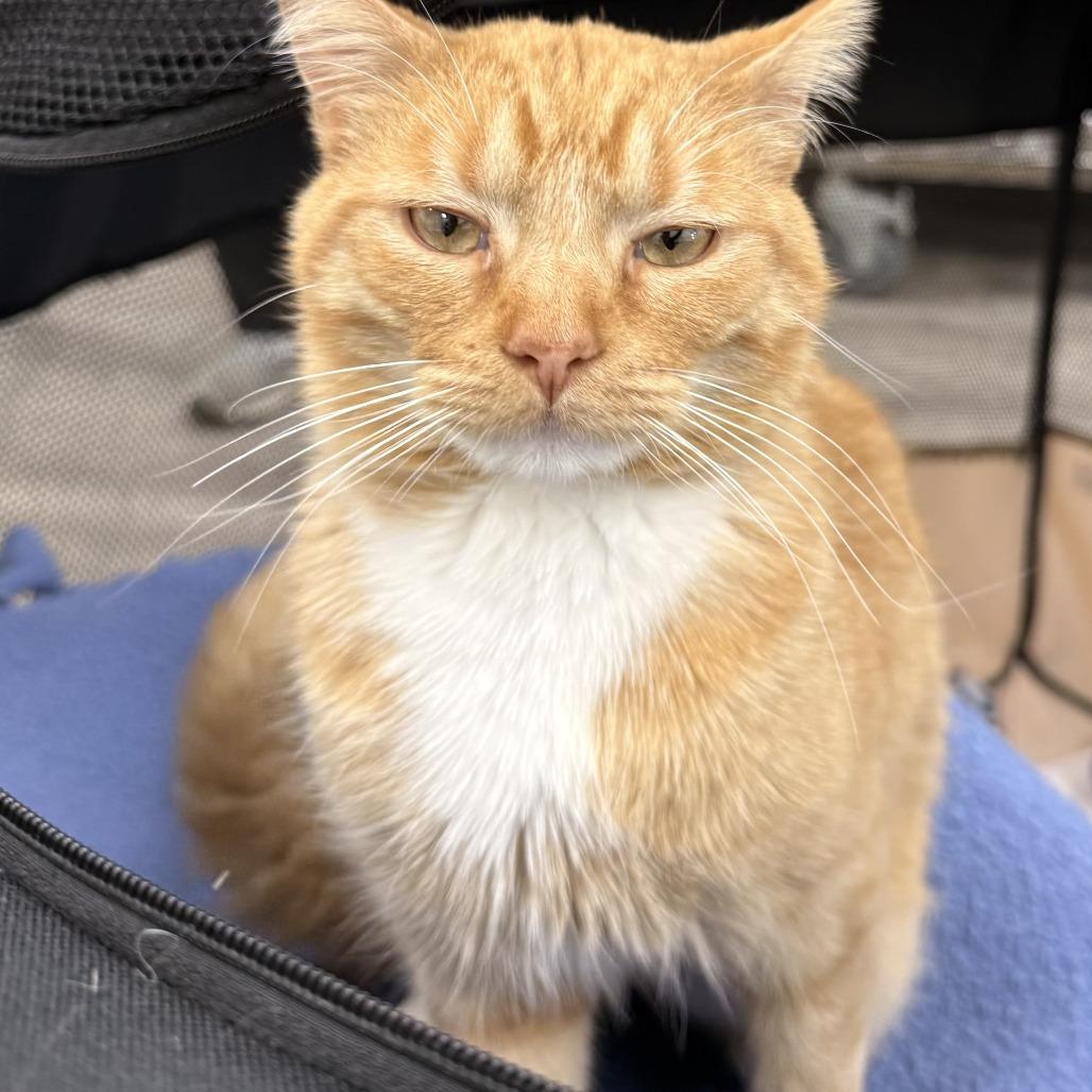 Meow — thumbnail 6