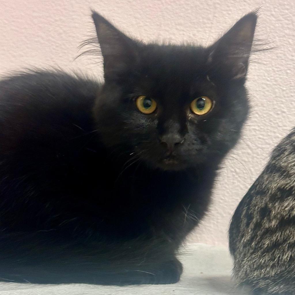 Nora (Star), Adoptable, Kitten Female Domestic Medium Hair.