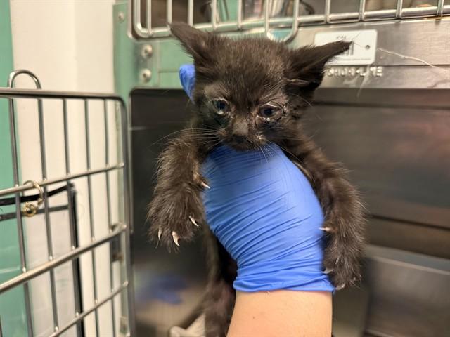 WILD RIVER, Adoptable, Kitten Female Domestic Short Hair.