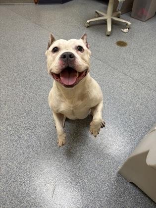 Enlarge Pedro, a Adoptable mixed breed in Westland, MI image 1/3