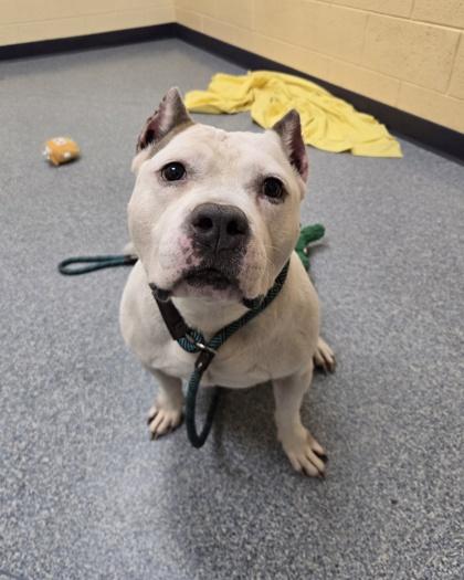 Enlarge Pedro, a Adoptable mixed breed in Westland, MI image 2/3