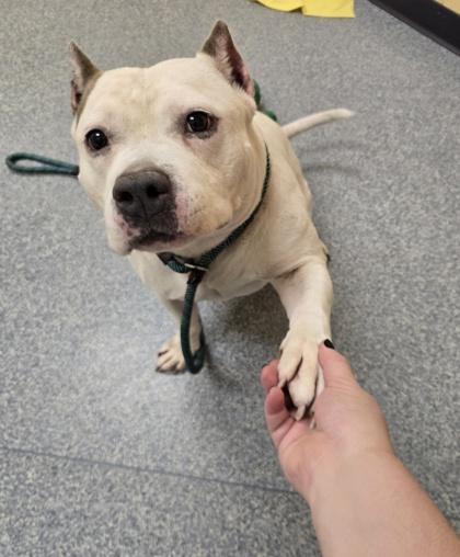 Enlarge Pedro, a Adoptable mixed breed in Westland, MI image 3/3