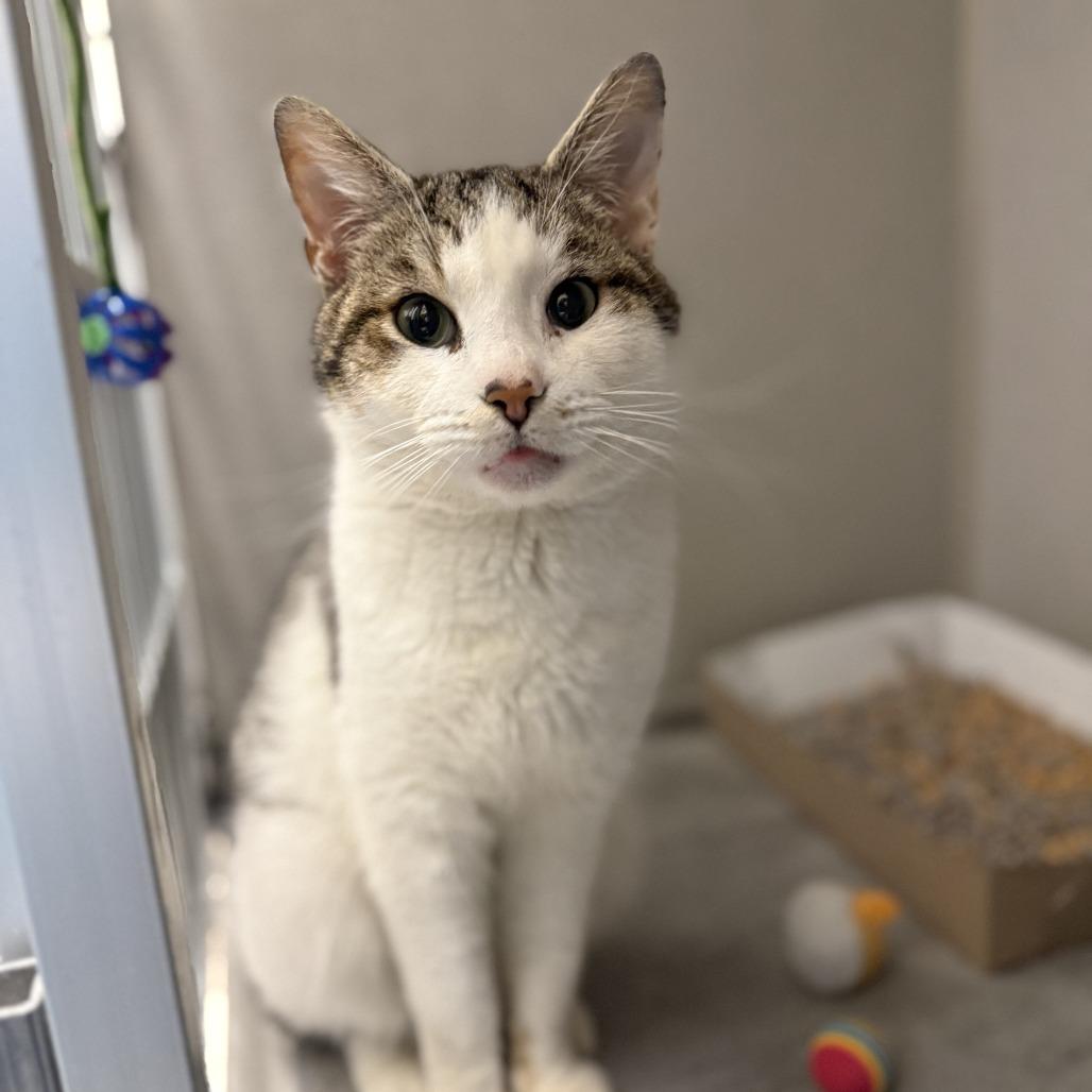 Tookie — thumbnail 3