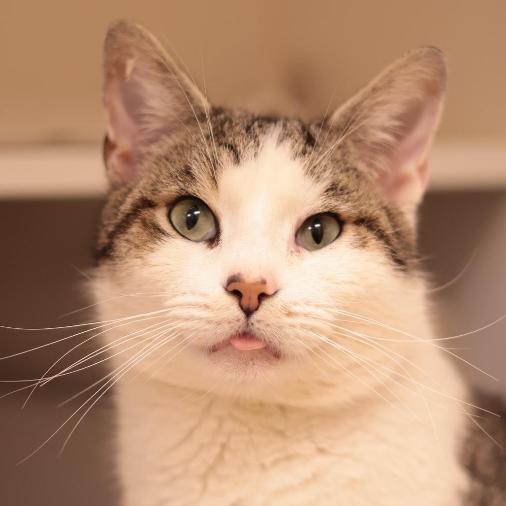 Tookie — thumbnail 4