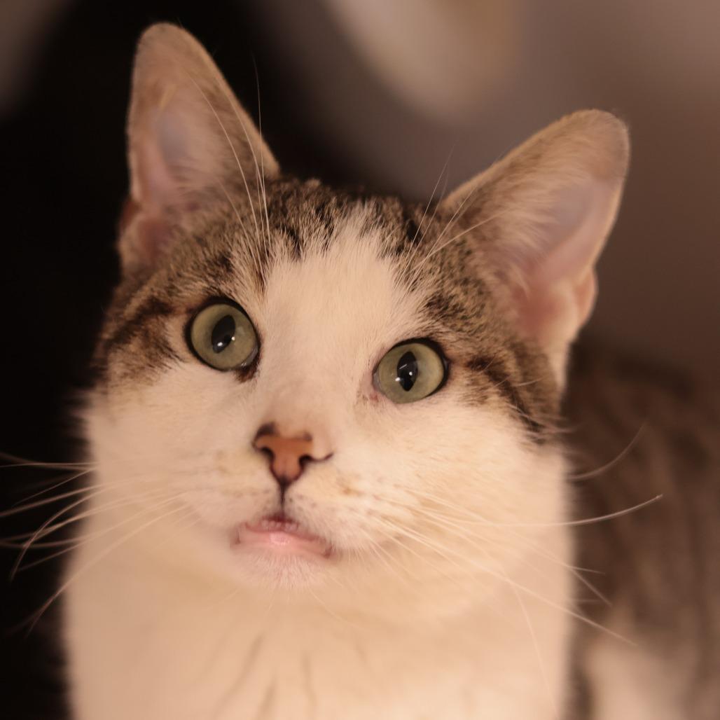 Tookie — thumbnail 5