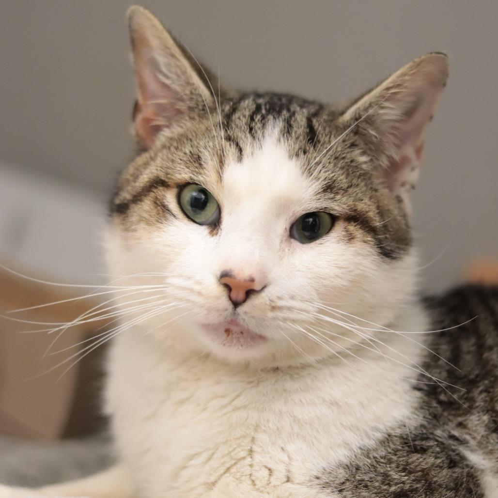 Tookie — thumbnail 6