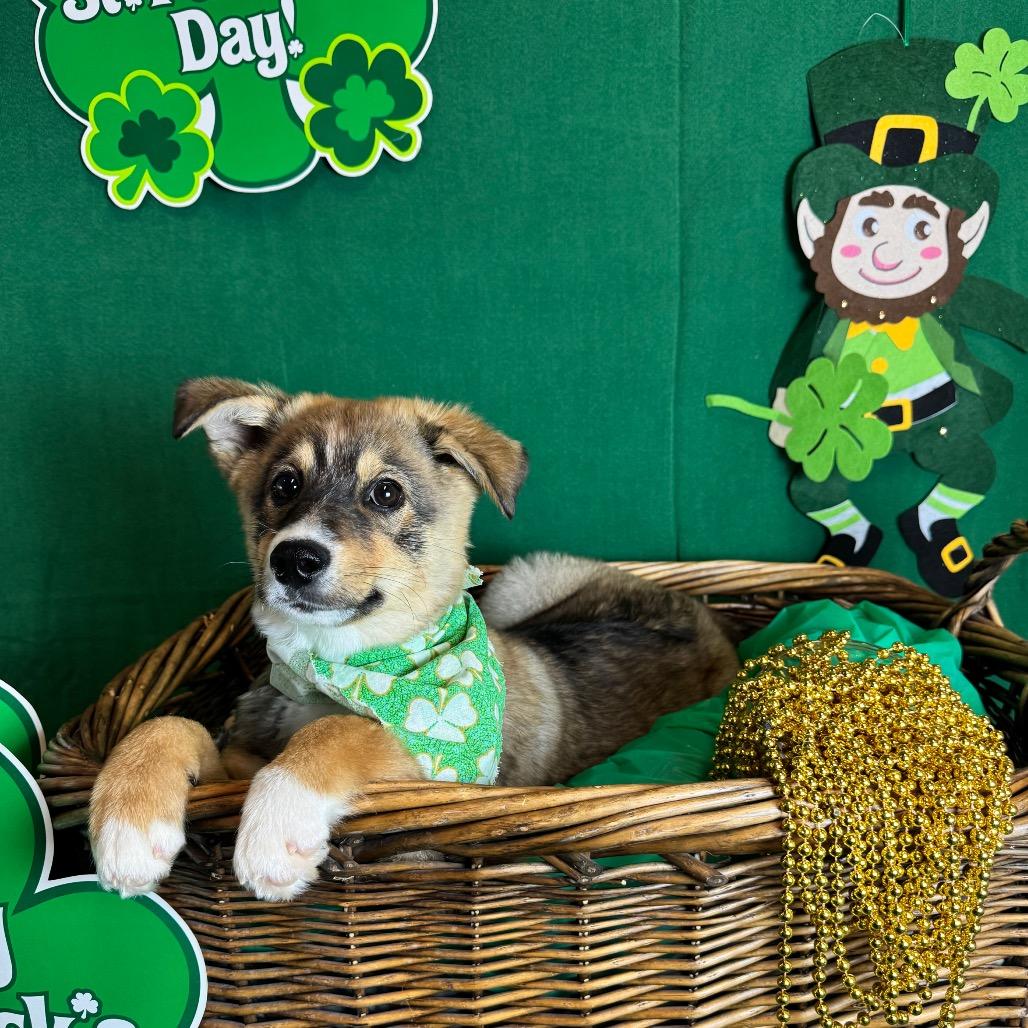 Juno — thumbnail 2