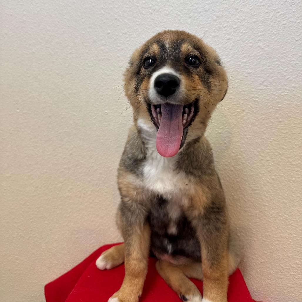 Juno — thumbnail 4