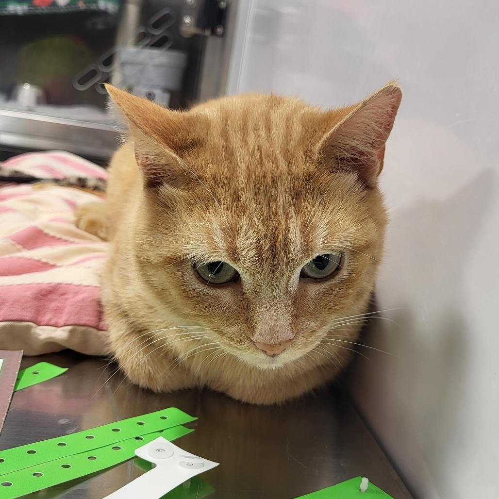 Enlarge Journey, a Adoptable Domestic Short Hair in Fort Wayne, IN image 1/3