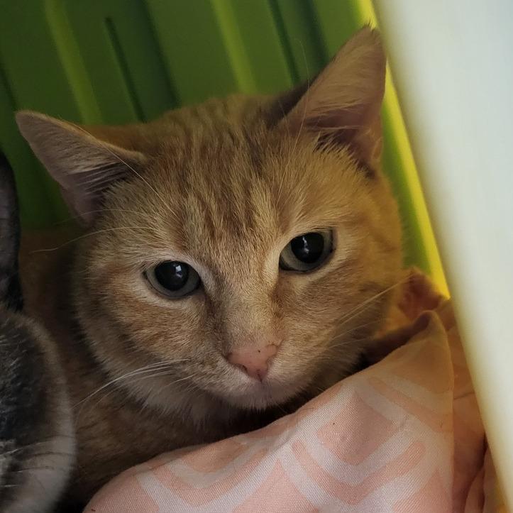 Enlarge Journey, a Adoptable Domestic Short Hair in Fort Wayne, IN image 2/3