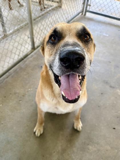 Enlarge Rufus, a Adoptable mixed breed in Picayune, MS image 1/3