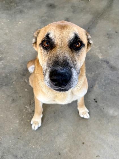 Enlarge Rufus, a Adoptable mixed breed in Picayune, MS image 2/3