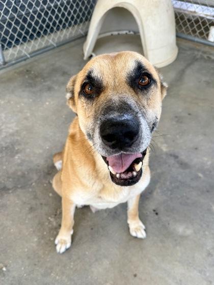 Enlarge Rufus, a Adoptable mixed breed in Picayune, MS image 3/3