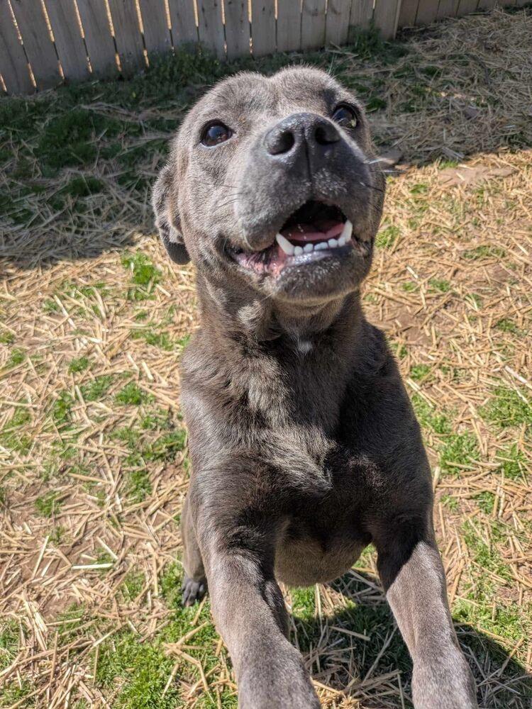 Blake, a Adoptable mixed breed in Dover, AR image 1/6