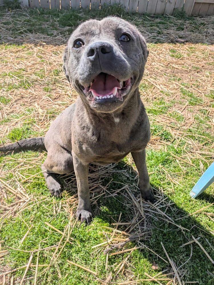 Blake, a Adoptable mixed breed in Dover, AR image 2/6