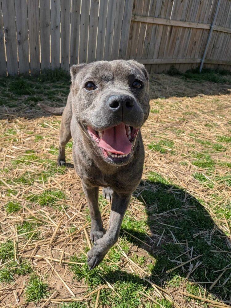 Blake, a Adoptable mixed breed in Dover, AR image 3/6