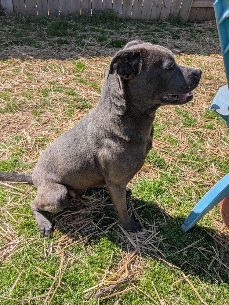 Blake, a Adoptable mixed breed in Dover, AR image 4/6