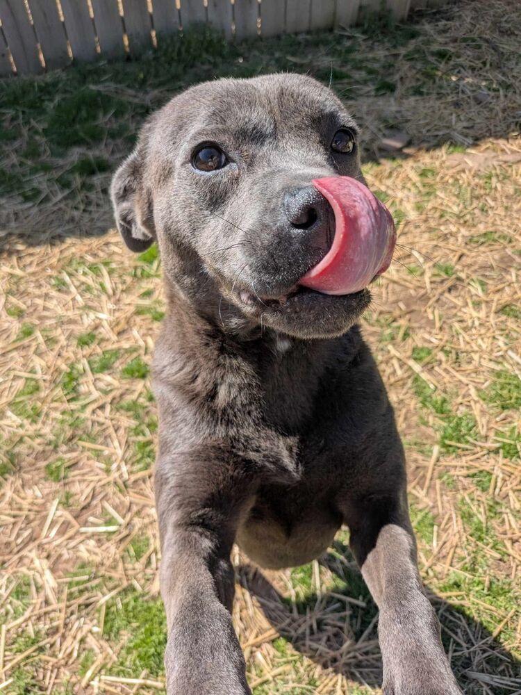Blake, a Adoptable mixed breed in Dover, AR image 5/6