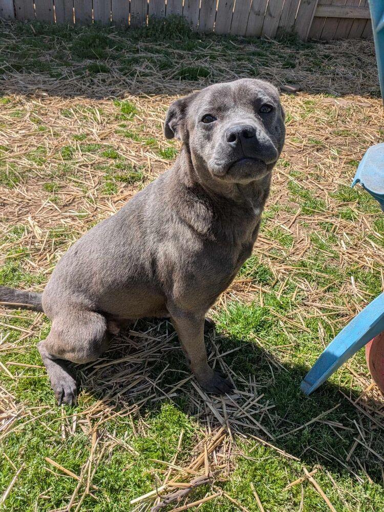Blake, a Adoptable mixed breed in Dover, AR image 6/6