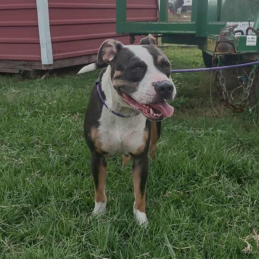 Jasmine, Adoptable, Adult Female Pit Bull Terrier.