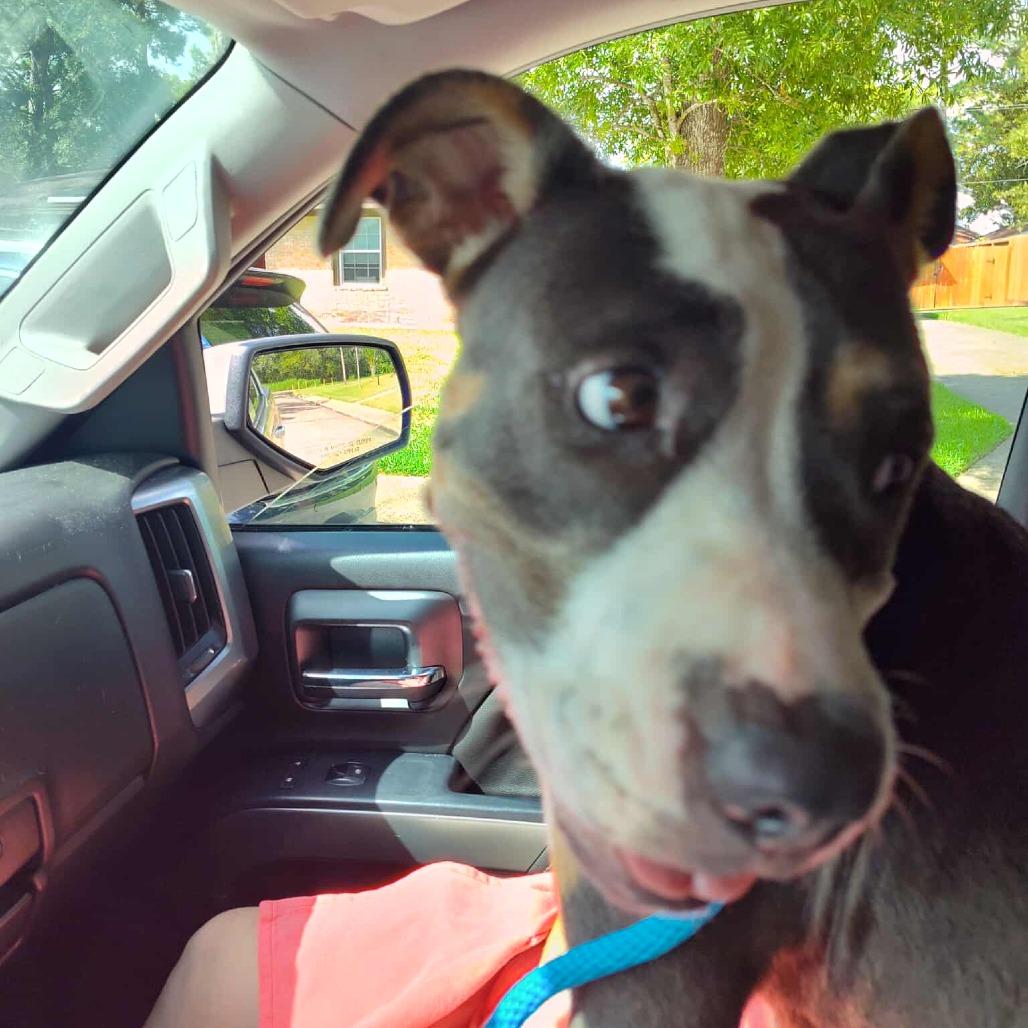 Enlarge Jasmine, a Adoptable Pit Bull Terrier in Dickinson, TX image 2/6