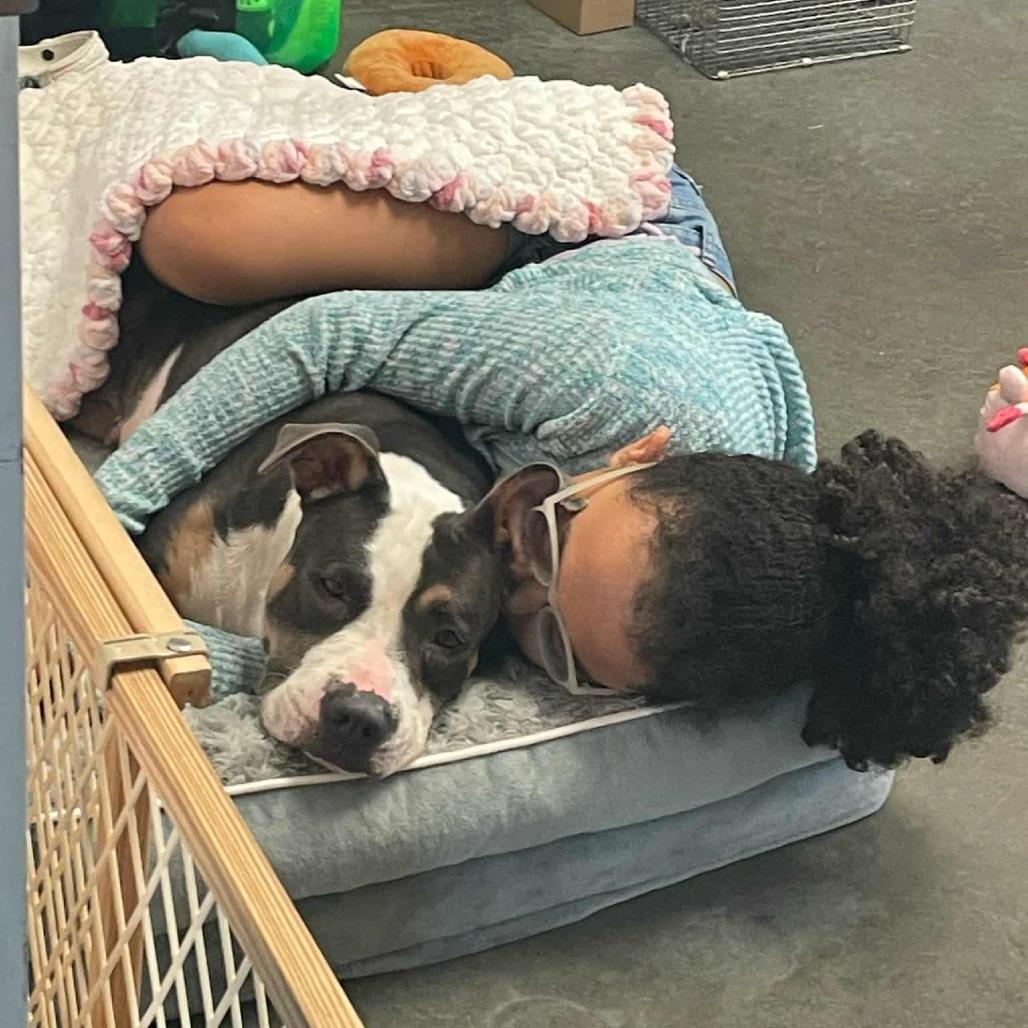 Enlarge Jasmine, a Adoptable Pit Bull Terrier in Dickinson, TX image 3/6