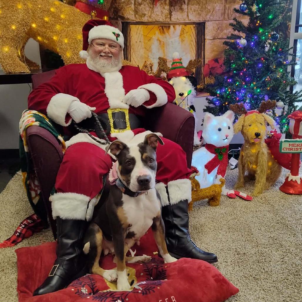 Enlarge Jasmine, a Adoptable Pit Bull Terrier in Dickinson, TX image 4/6