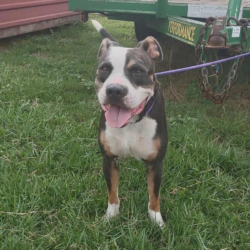 Enlarge Jasmine, a Adoptable Pit Bull Terrier in Dickinson, TX image 5/6