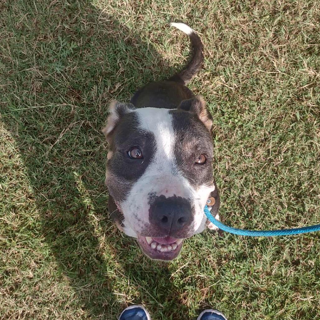 Enlarge Jasmine, a Adoptable Pit Bull Terrier in Dickinson, TX image 6/6