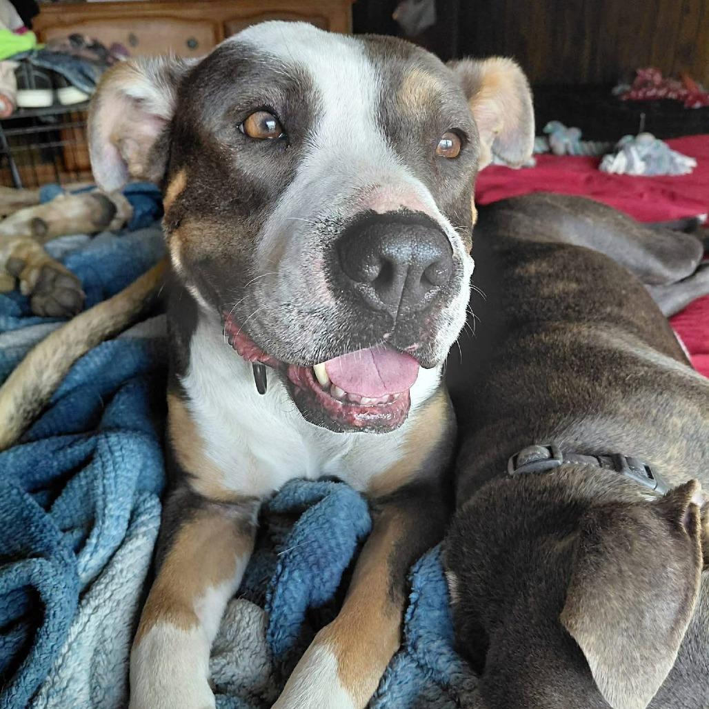 Enlarge Jasmine, a Adoptable Pit Bull Terrier in Dickinson, TX image 6/6