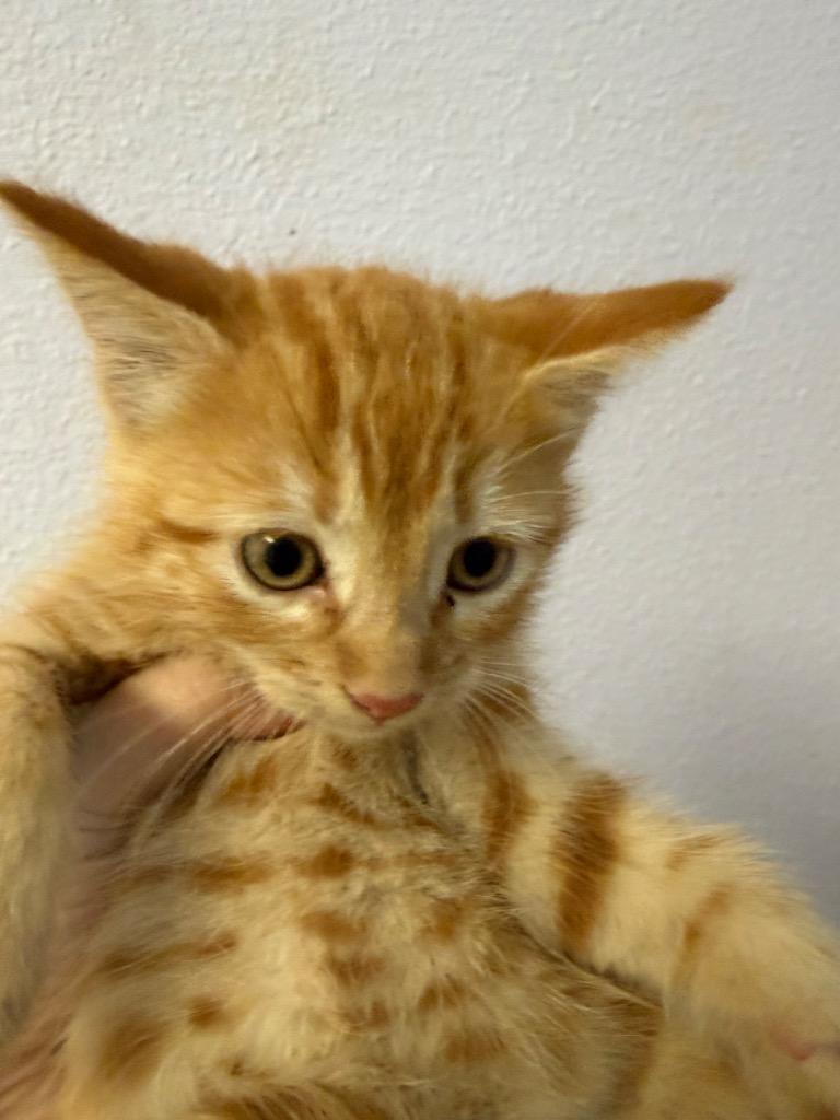 Pumpkin Squash, Adoptable, Kitten Male Domestic Short Hair.